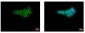 GPI Antibody
